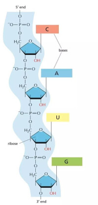 反義RNA