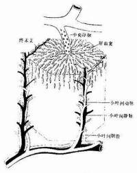 肝血竇