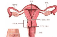 女性內生殖器