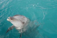 水族館的鼠海豚