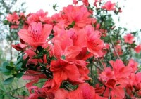 Azalea[杜鵑花科植物]