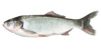鰱魚——典型的濾食性魚類之一