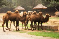 長隆野生動物世界