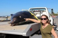 　美國加州洛杉磯海灘2013年10月15日發現一條罕見的鯨魚。
