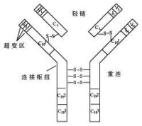 抗體酶