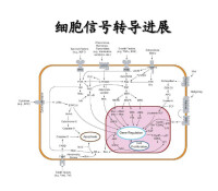 細胞信號轉導