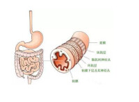 胃及其它器官圖片