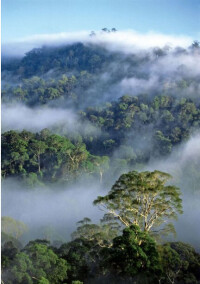 馬來群島雨林
