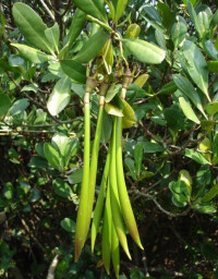 胎生植物