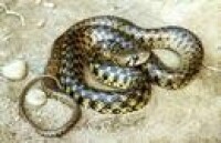 Xenochrophis piscator