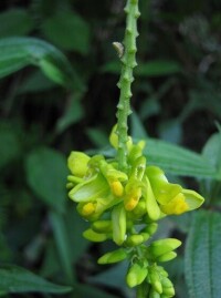 荷包山桂花