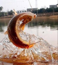 黃河大鯉魚
