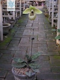 喬子石北京(科)植物園 生境： 溫室栽培