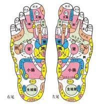 圖1 足底穴位