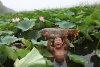 微山湖四鼻鯉魚