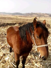 鐵嶺挽馬