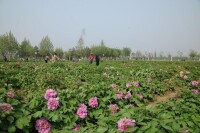 趙王城遺址公園