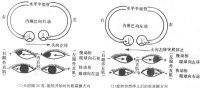 旋轉變速運動時眼震顫方向示意圖