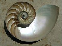 鸚鵡螺的對數螺線是微積分變幻的經典圖像