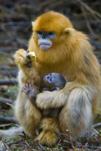 越南金絲猴母子