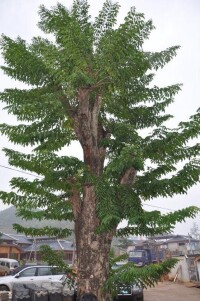 小布鎮黃花梨