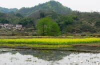 東西溪的油菜地、竹園風光