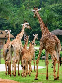 長隆野生動物世界