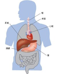 酗酒影響的身體部位