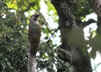 日本綠啄木鳥
