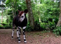 俄卡皮鹿野生動物保護地