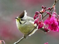 褐頭鳳鶥