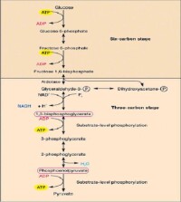 三羧酸循環[生物化學術語]