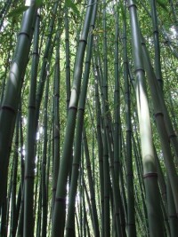 舊營村[雲南宣威市龍場鎮下轄村]