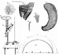 列文虎克關於甲殼蟲眼睛的一封信中的插圖