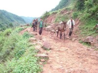 祿勸彝族苗族自治縣雲龍鄉新合村村內道路