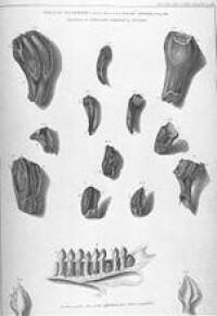 禽龍牙齒與現代鬣蜥的牙齒圖解