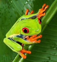 （圖）紅眼樹蛙