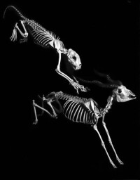 透視物種進化與動物骨骼親密接觸