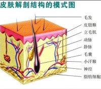 皮膚解剖結構的模式圖