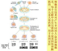 分子雜交