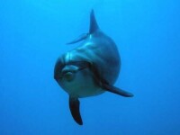 齒鯨亞目動物：海豚