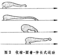 行動[生物學術語]