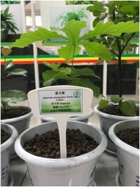 珍惜瀕危植物名錄