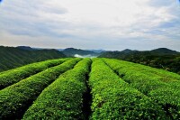 （圖）嶺頭茶場