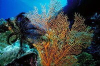 美麗的珊瑚