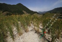 山稻乾旱環境