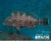 寶石石斑魚