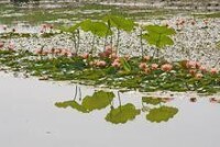 水上遊覽區與濕地植物園