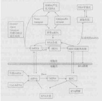 轉錄后基因沉默