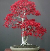 日本紅楓